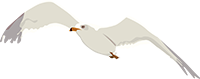 Crêperie-Le-Goéland-logo